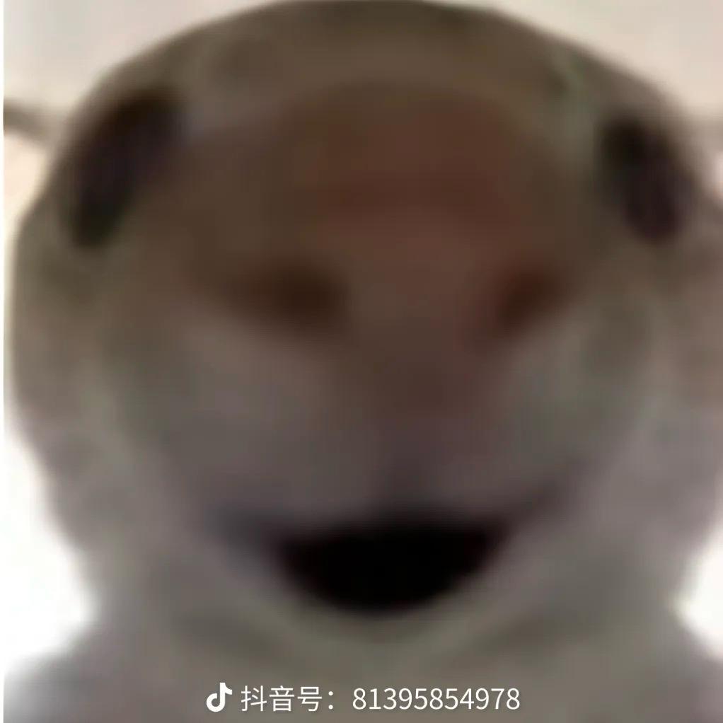 蒲公英的约定。
