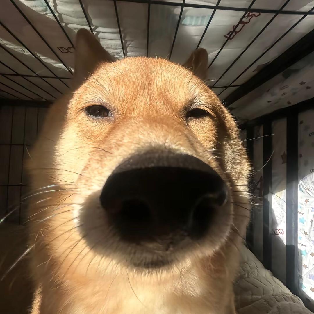 半个大脑