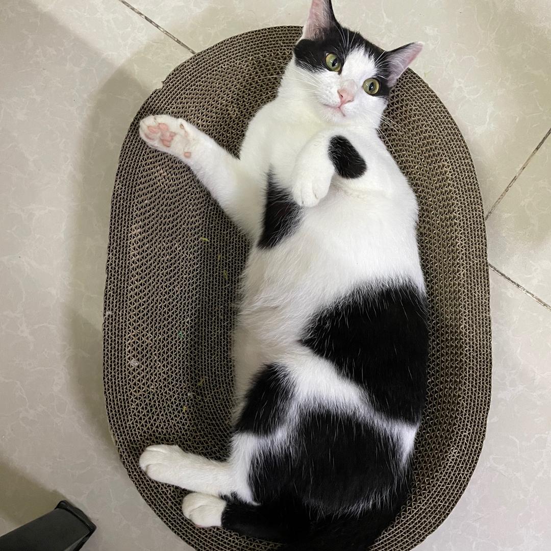 @喵喵的日常生活