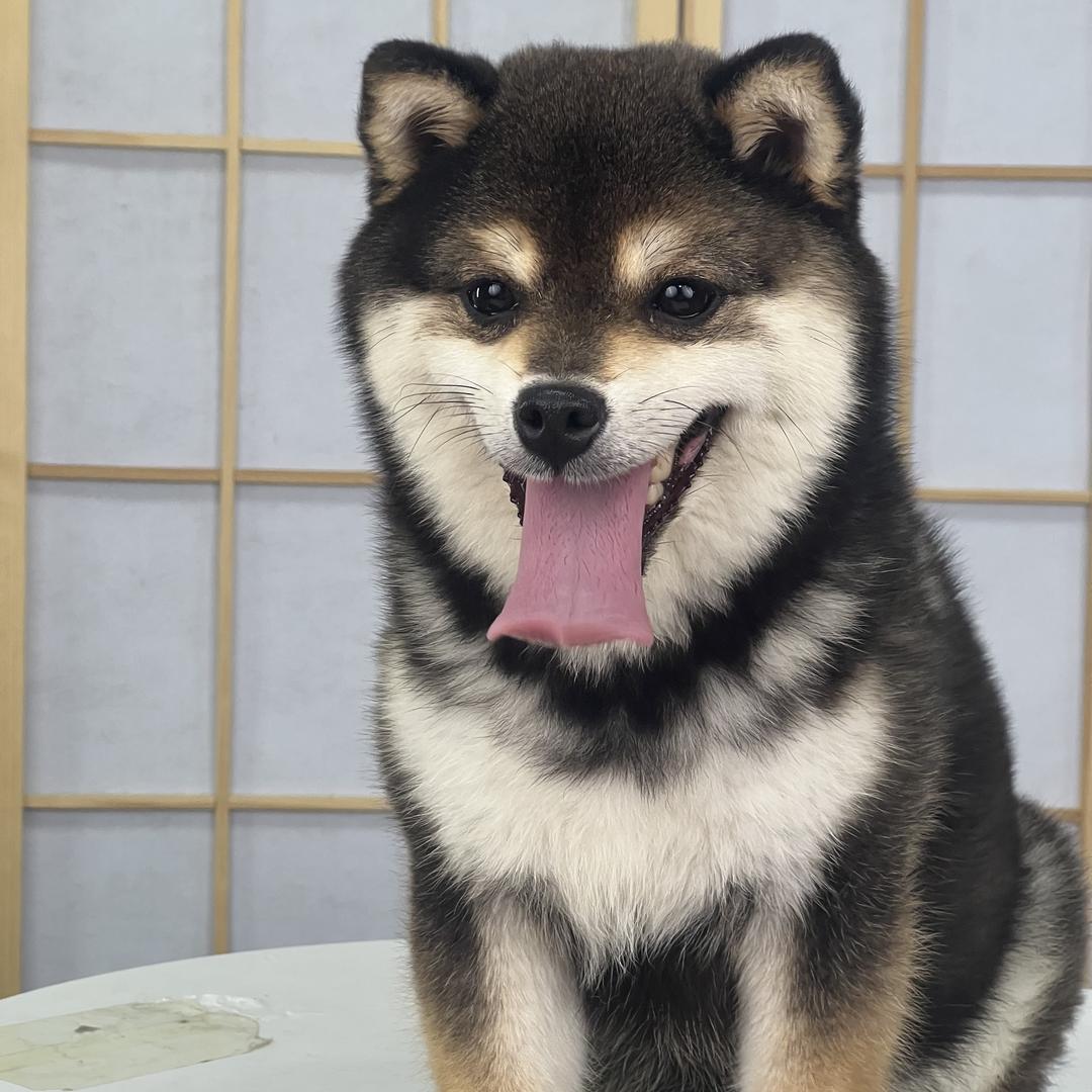 侈香宠物旗舰店