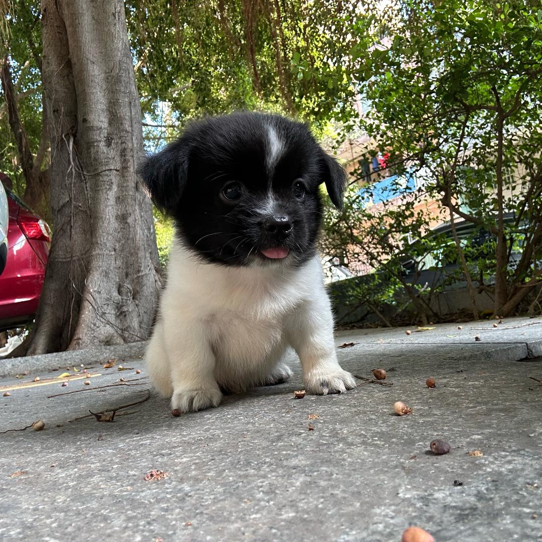 💩到淋头还想搅便💩