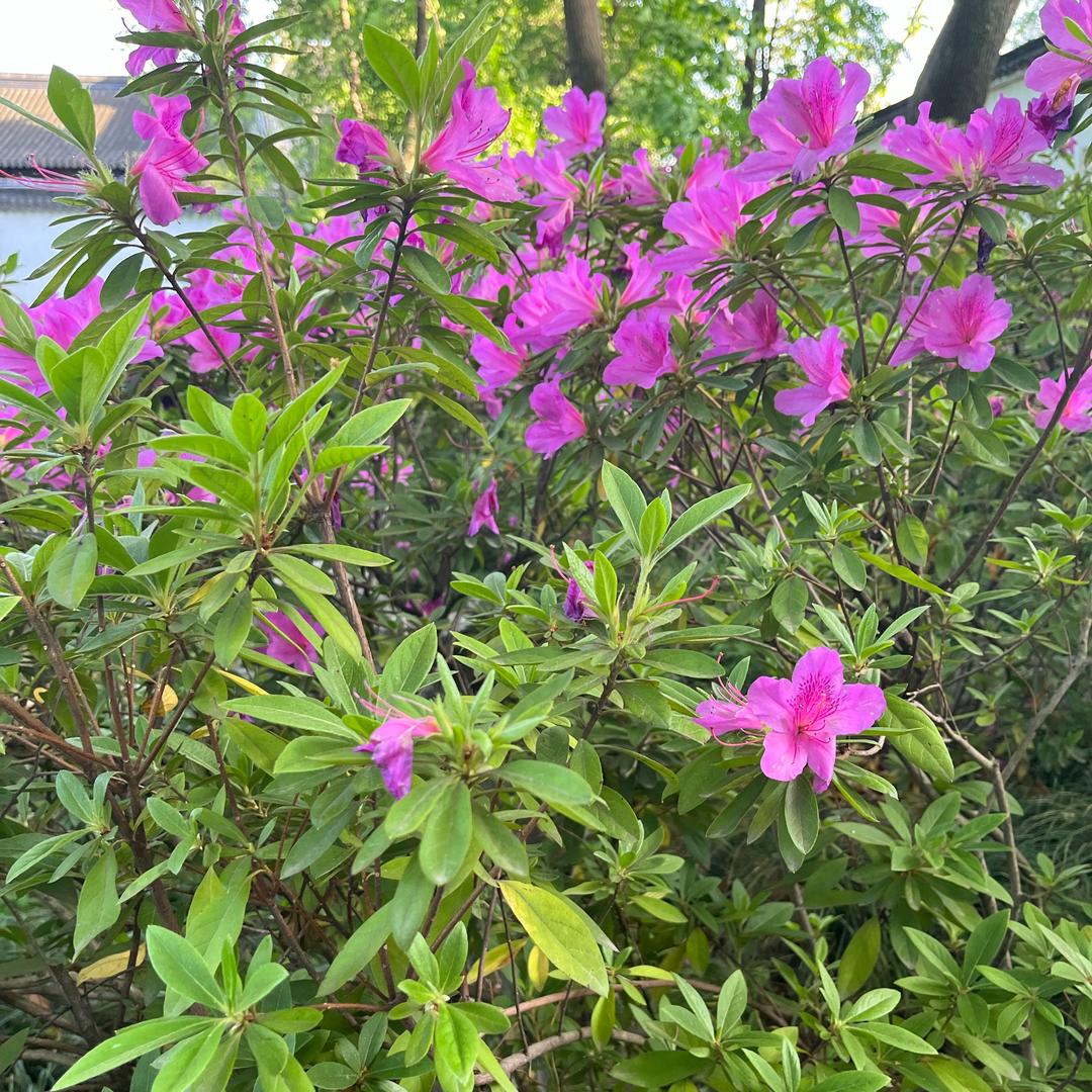 小月