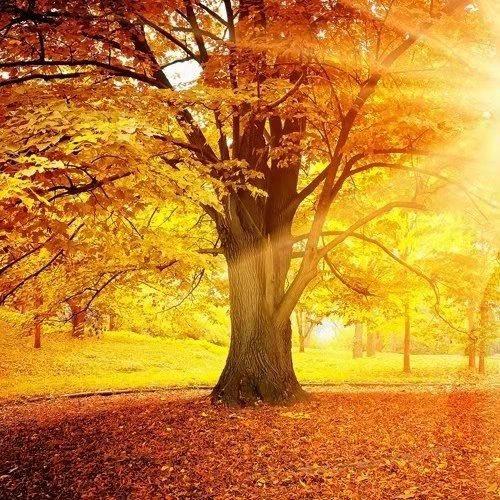 阳光总在风雨后