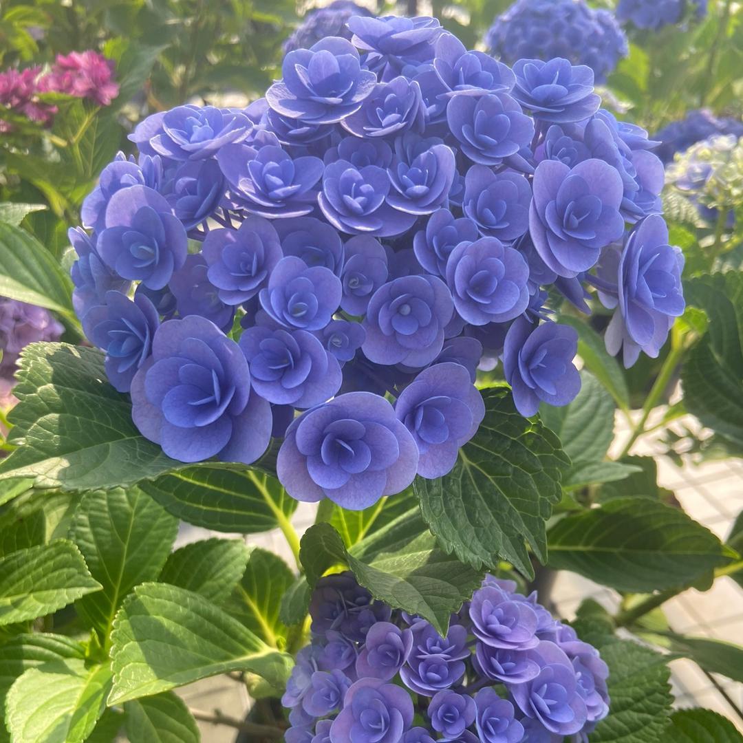 悠然自得zy