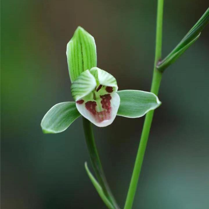 雅兰花卉