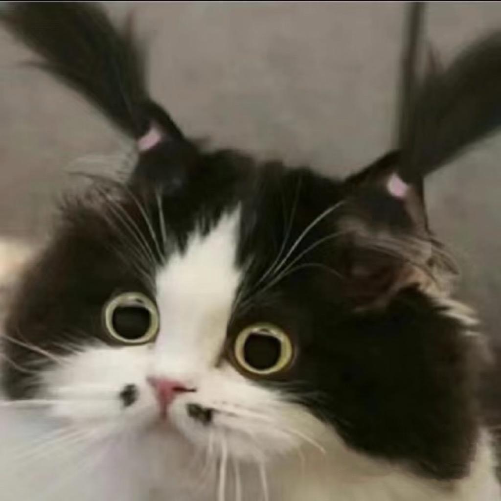 树树子大王🐹ིྀ