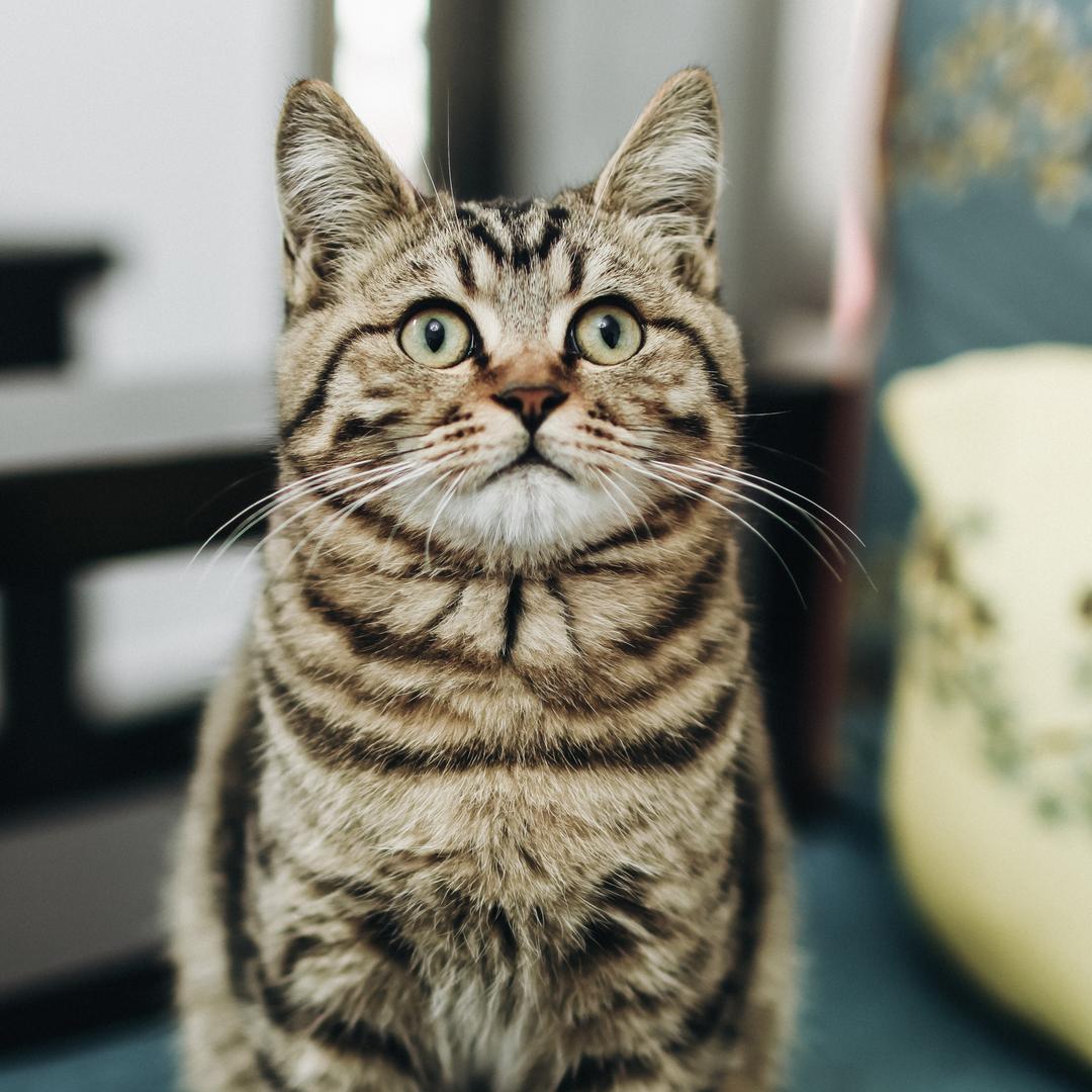 养了只🐱-团团