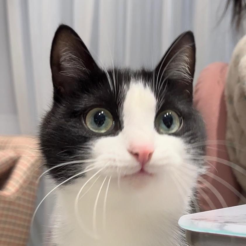 茉莉的猫