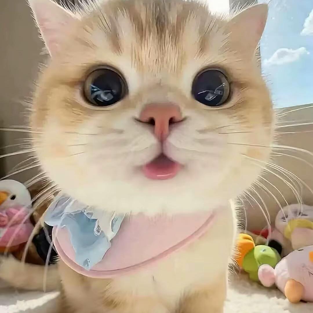 爱与橙.