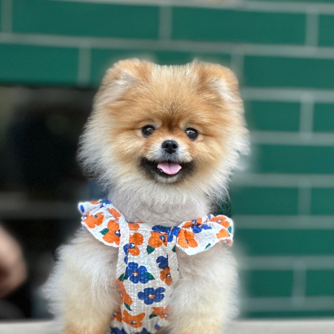 宁夏萌宠生活坊