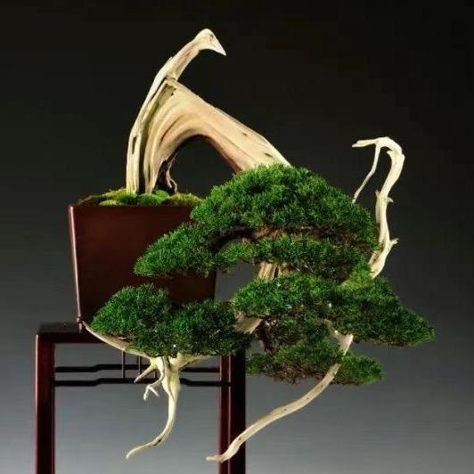 乐柏盆景