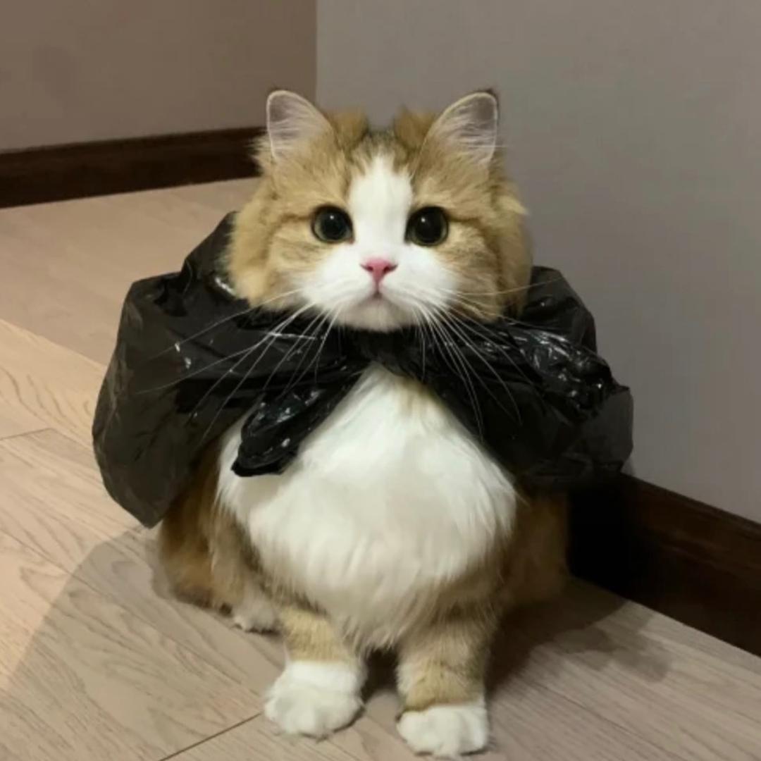 猫猫侠·