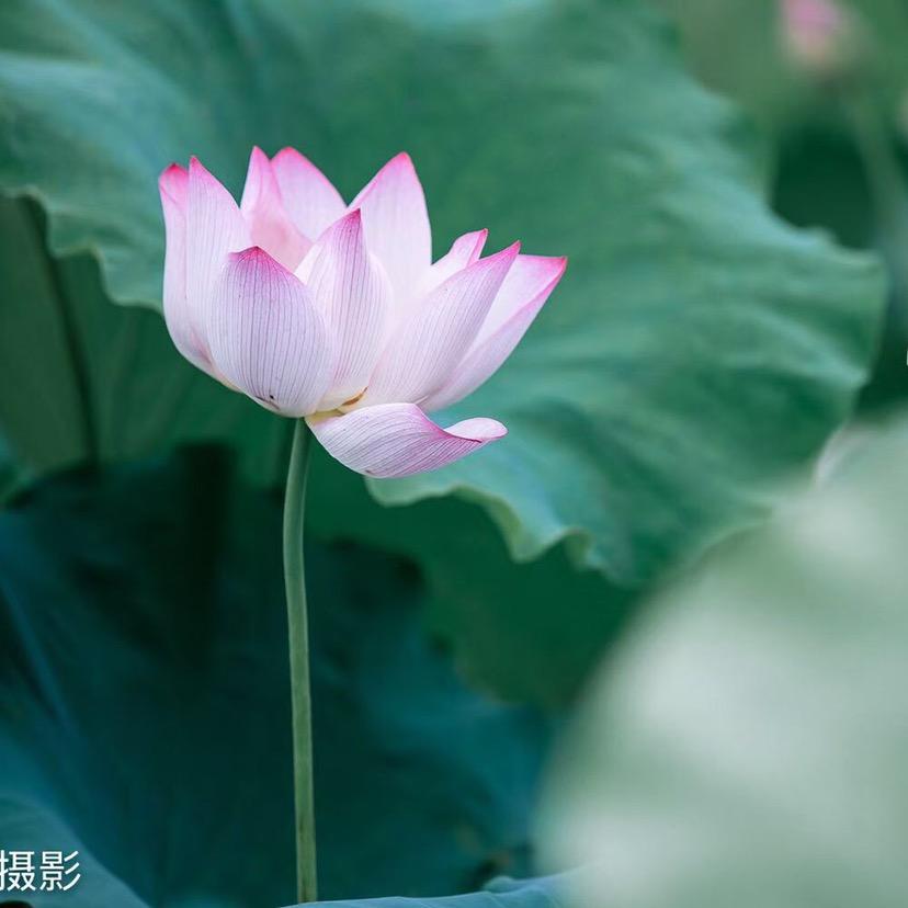 片片枫叶情（永定）