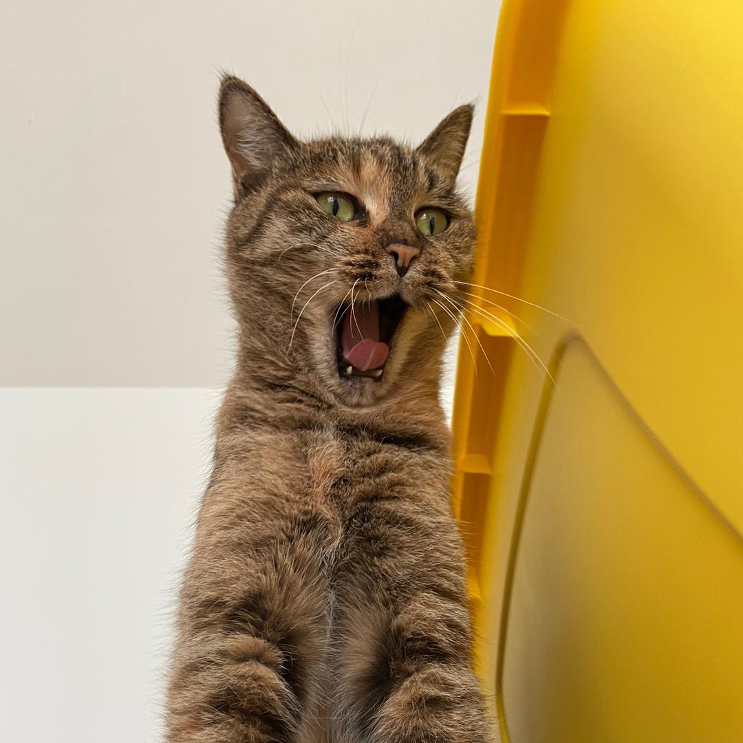 二狗是只咪