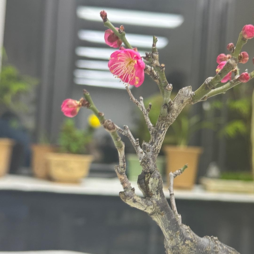 人间至味是清欢