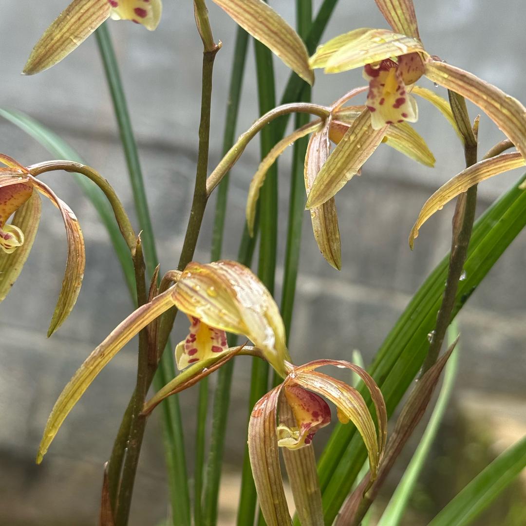 腾冲梅子花卉小铺