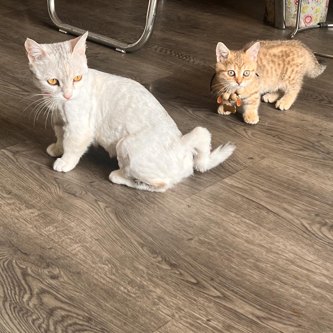 “刘”的另一面