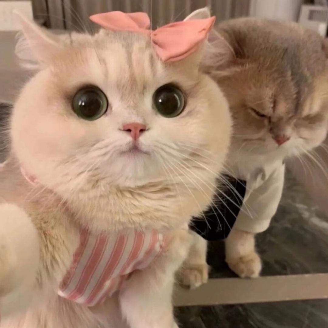 小小的老子🐈