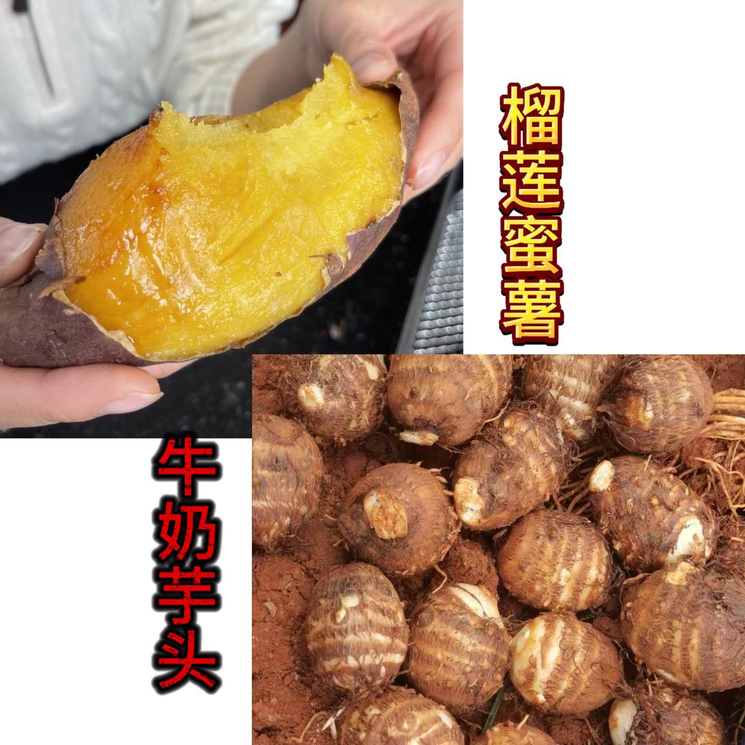 云南芋头 蜜薯 一件代发