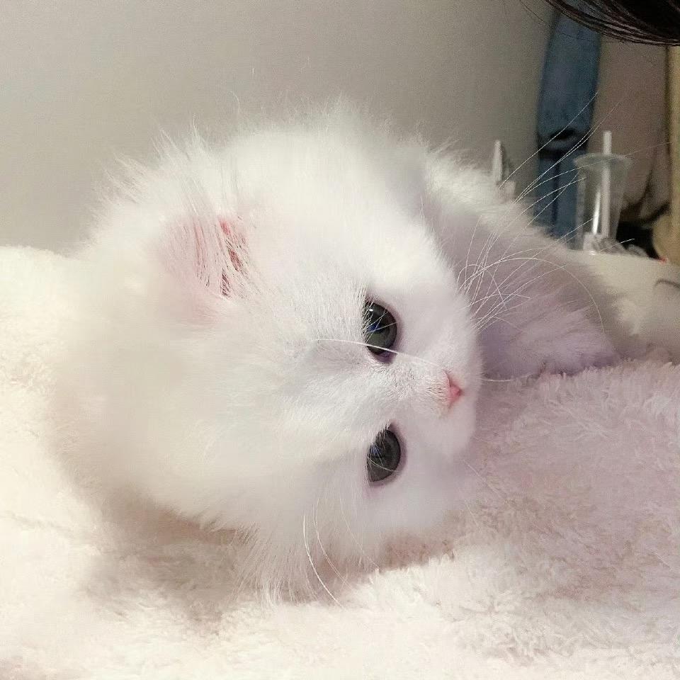 萧萧^