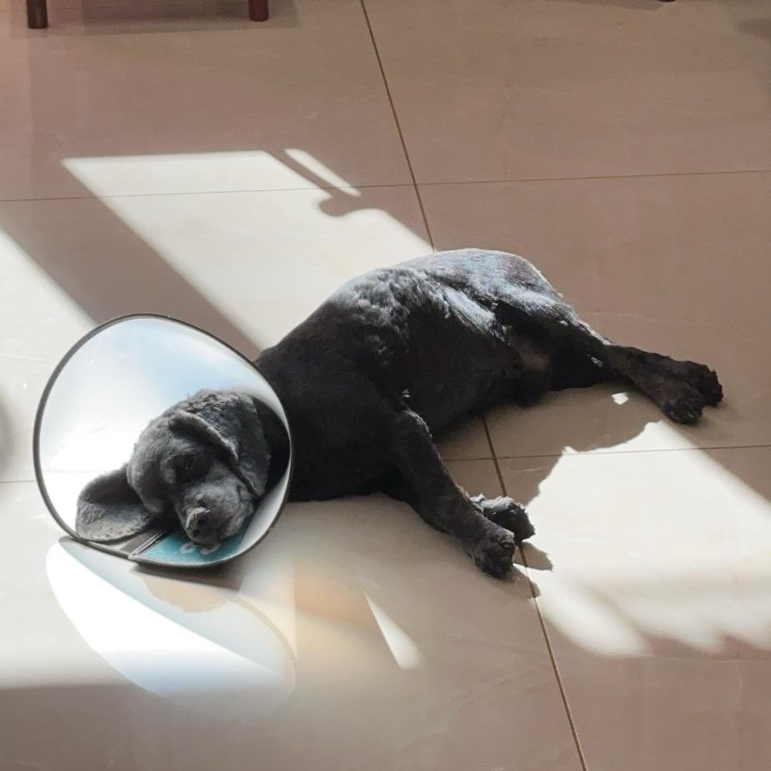 麦当劳没有蛋挞