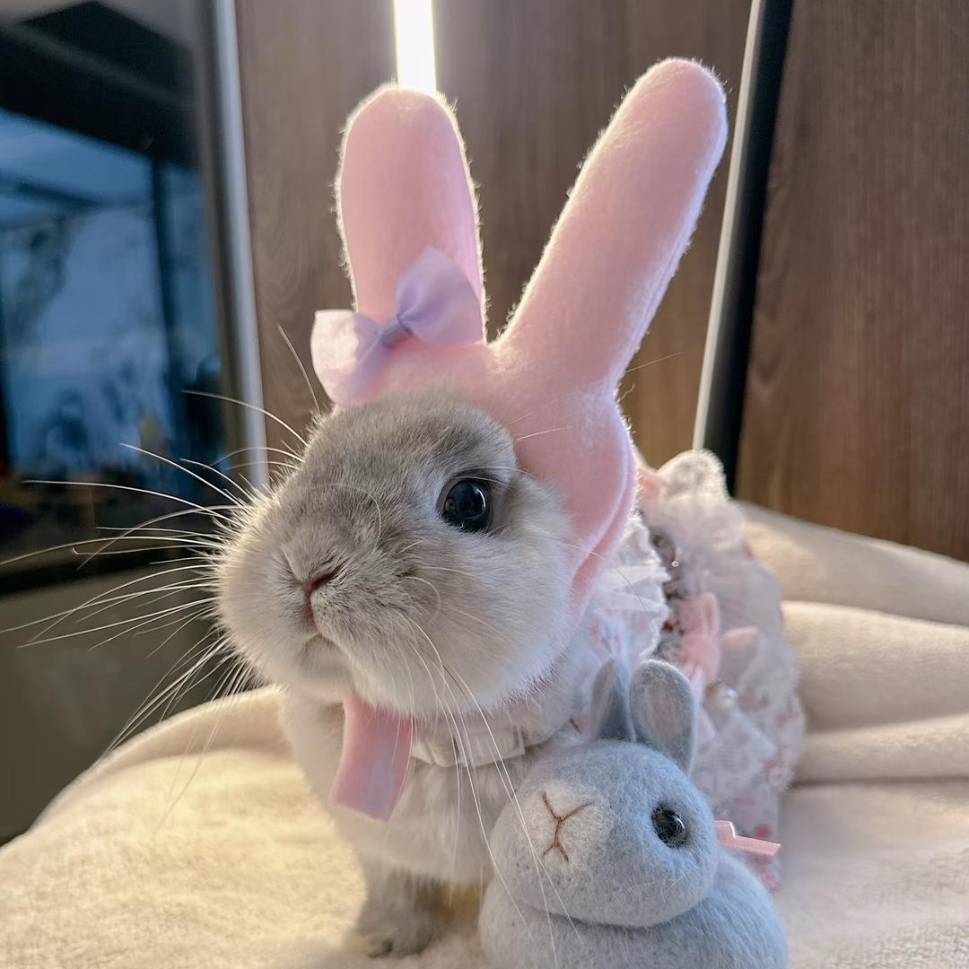 兔兔🐰