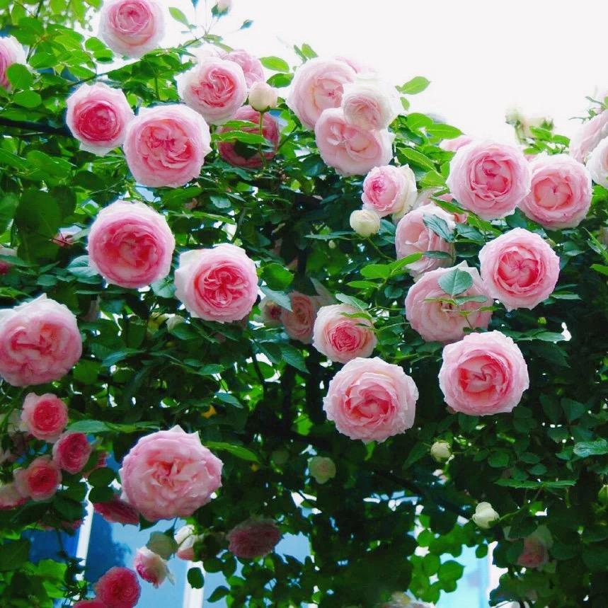 岁月静好玫瑰园