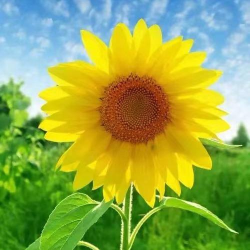 太阳花🔥头像