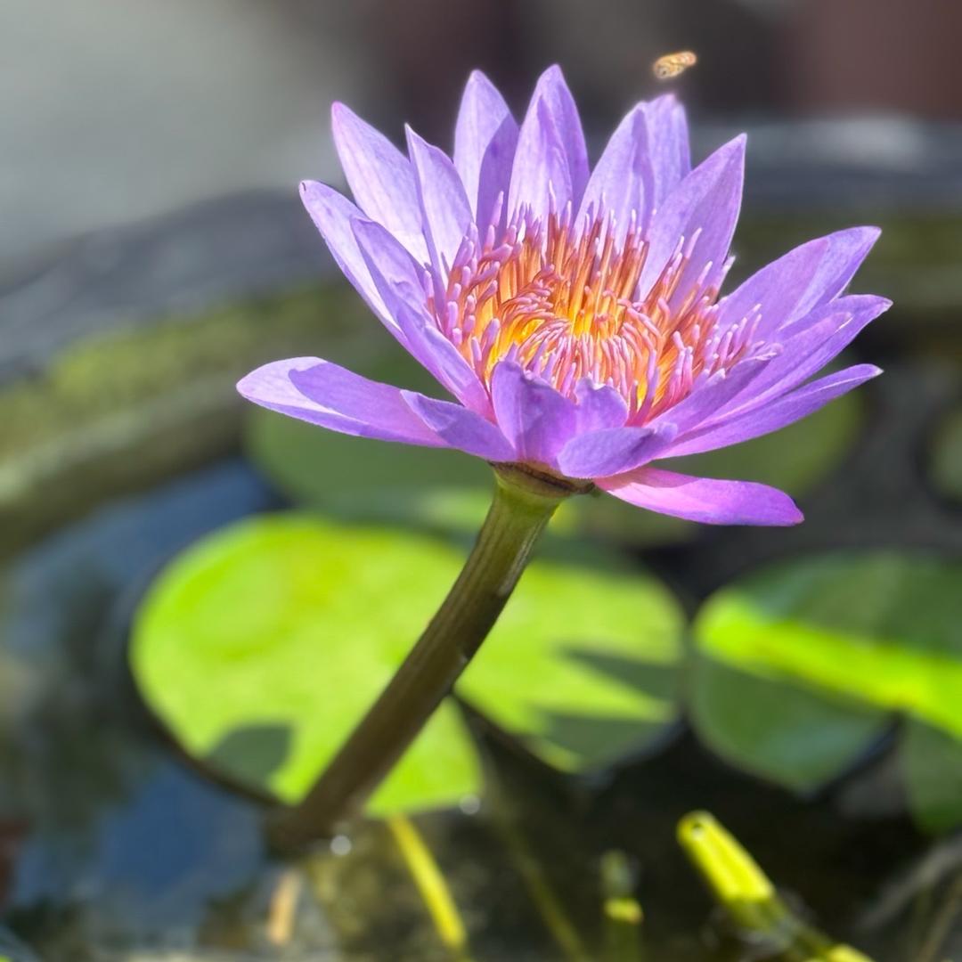 花开富贵·