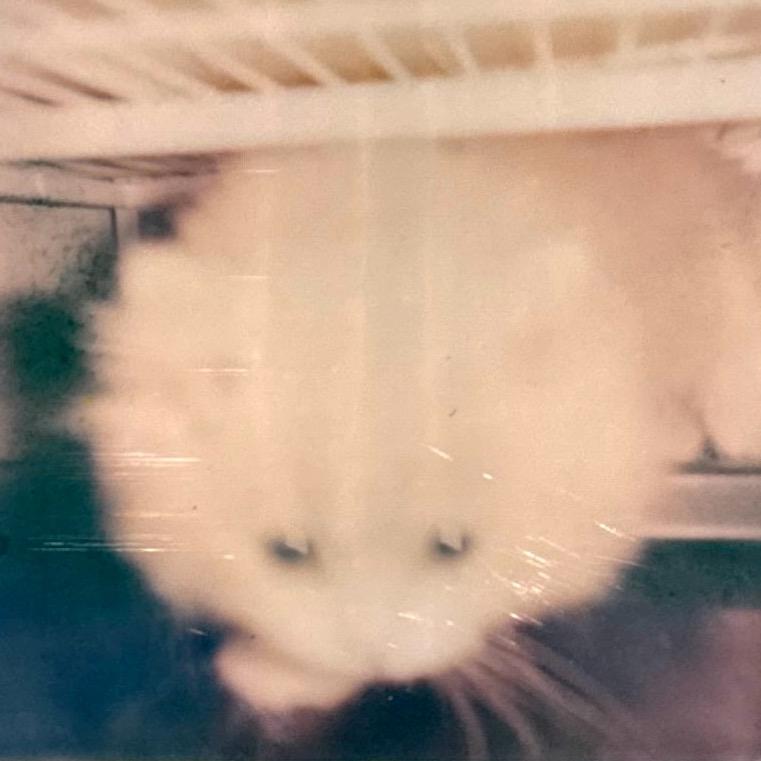 鱼头