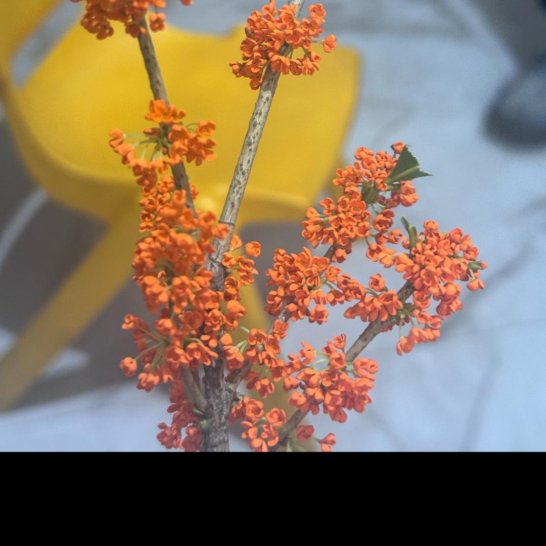 周某某