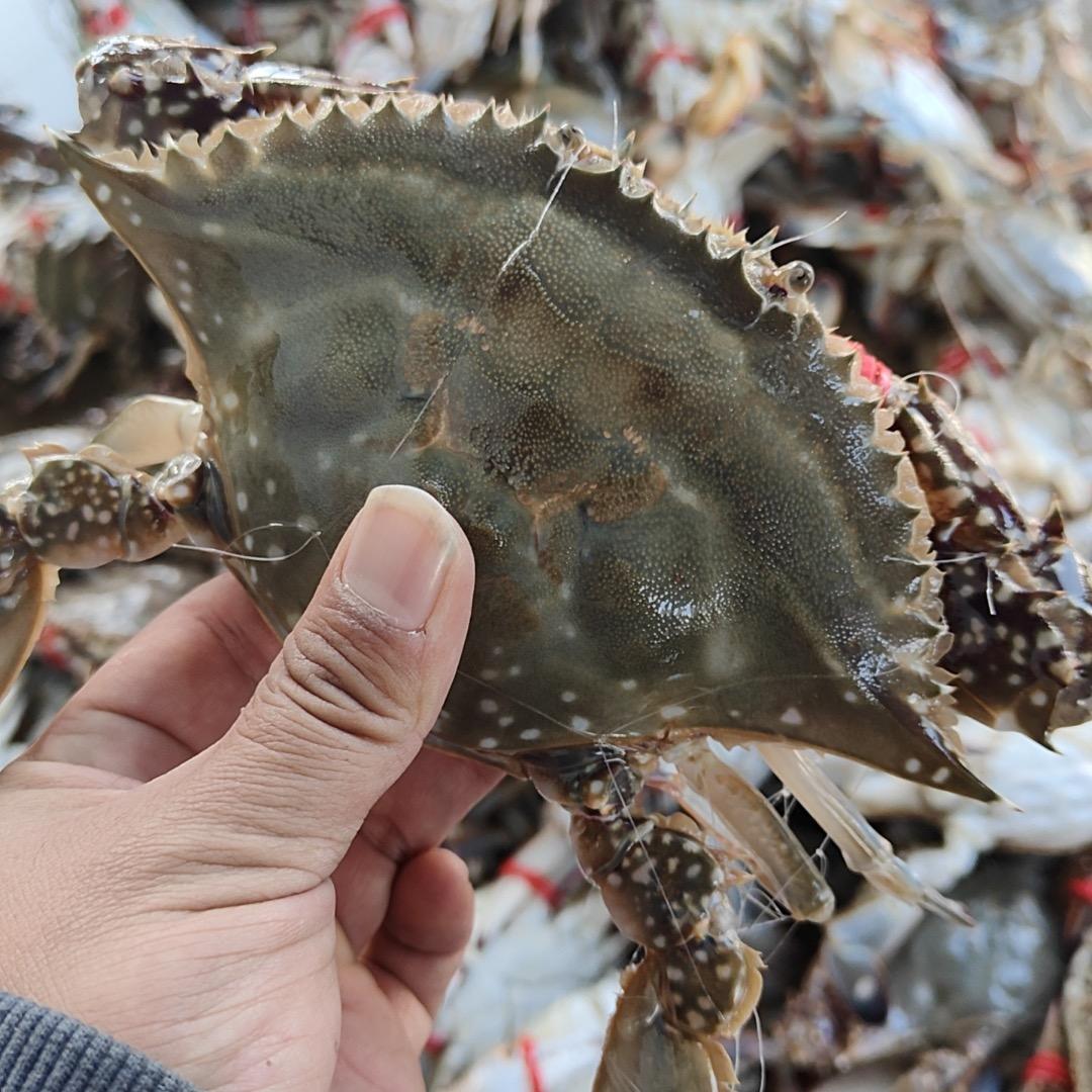 东海啊发水产