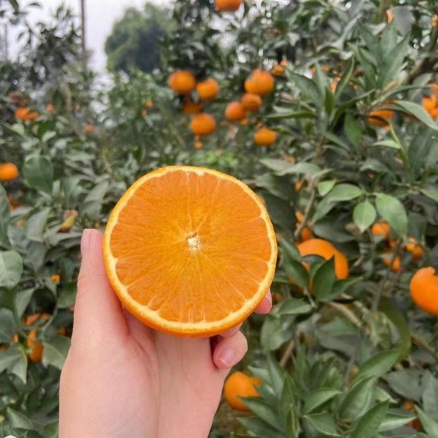 农舍食趣（爱媛，耙耙柑）