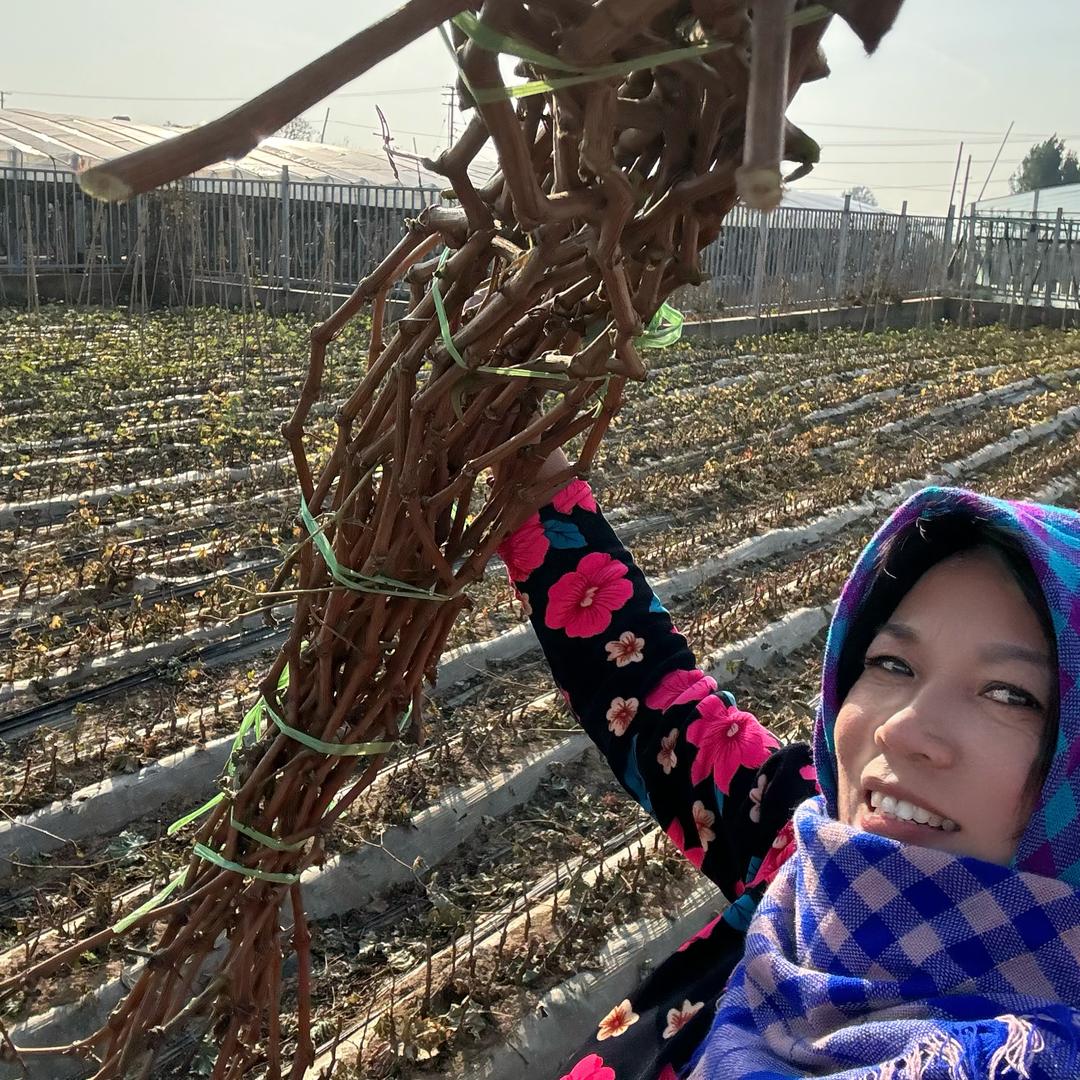 绍星九号葡萄种苗—-木子葡萄分享
