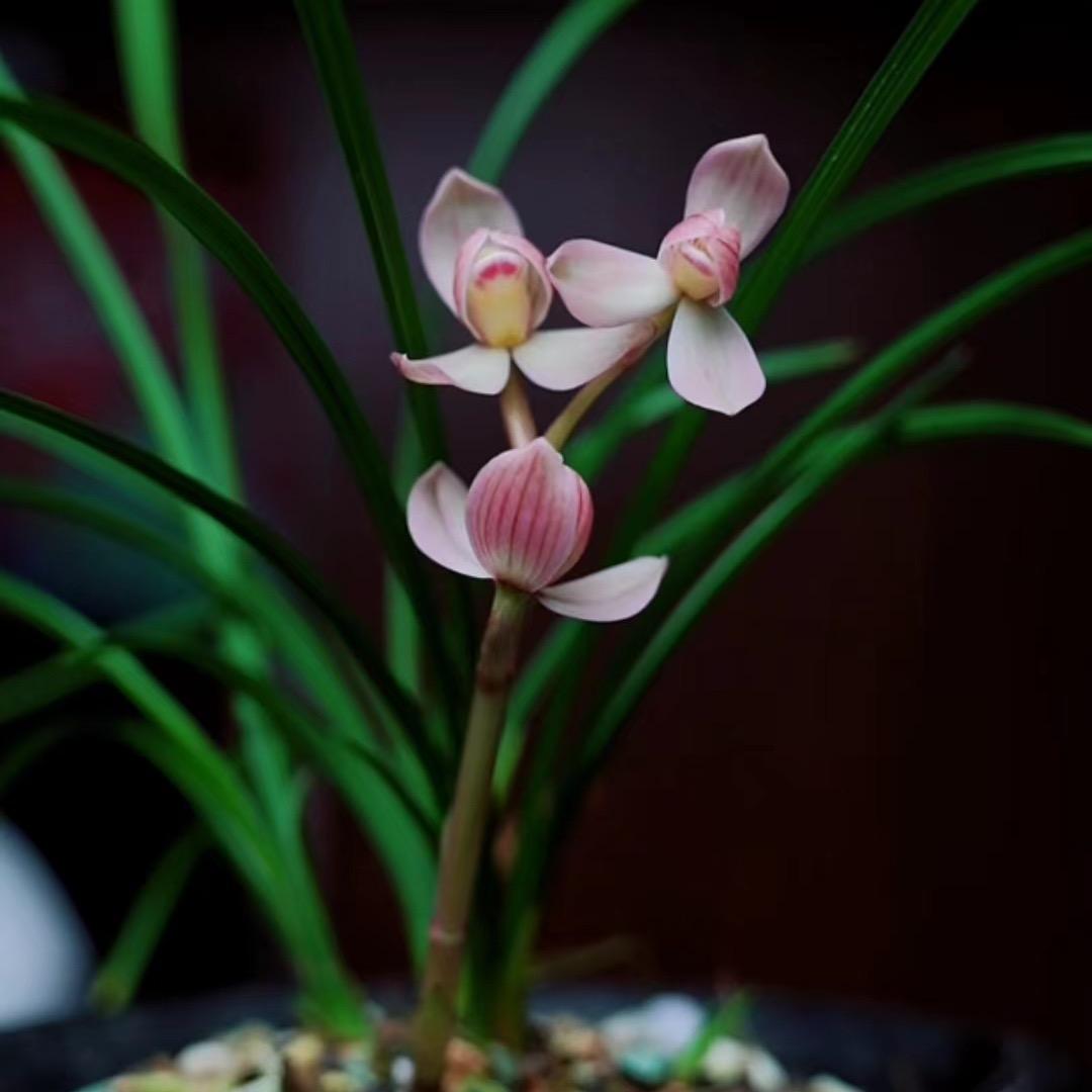 ༊ღ᭄ꦿ꯭宋先生꧔ꦿ࿐้