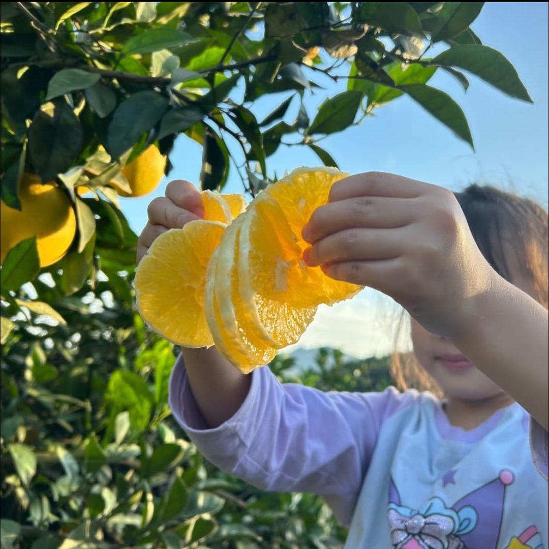 在农村种脐橙的橙子姐