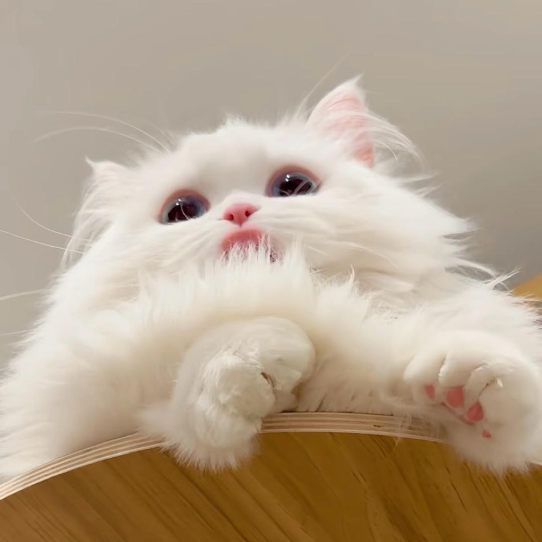 偷吃前妻骨灰🪵