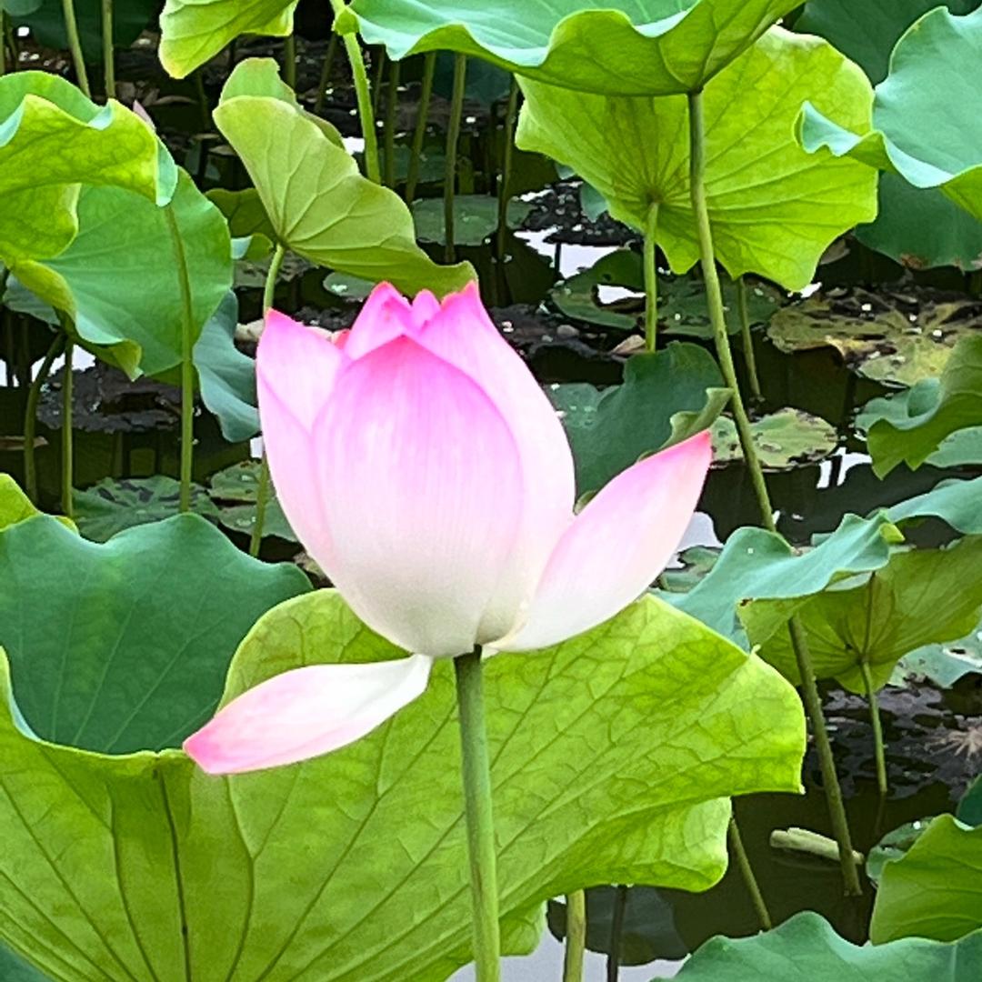 😘业❤️子😘