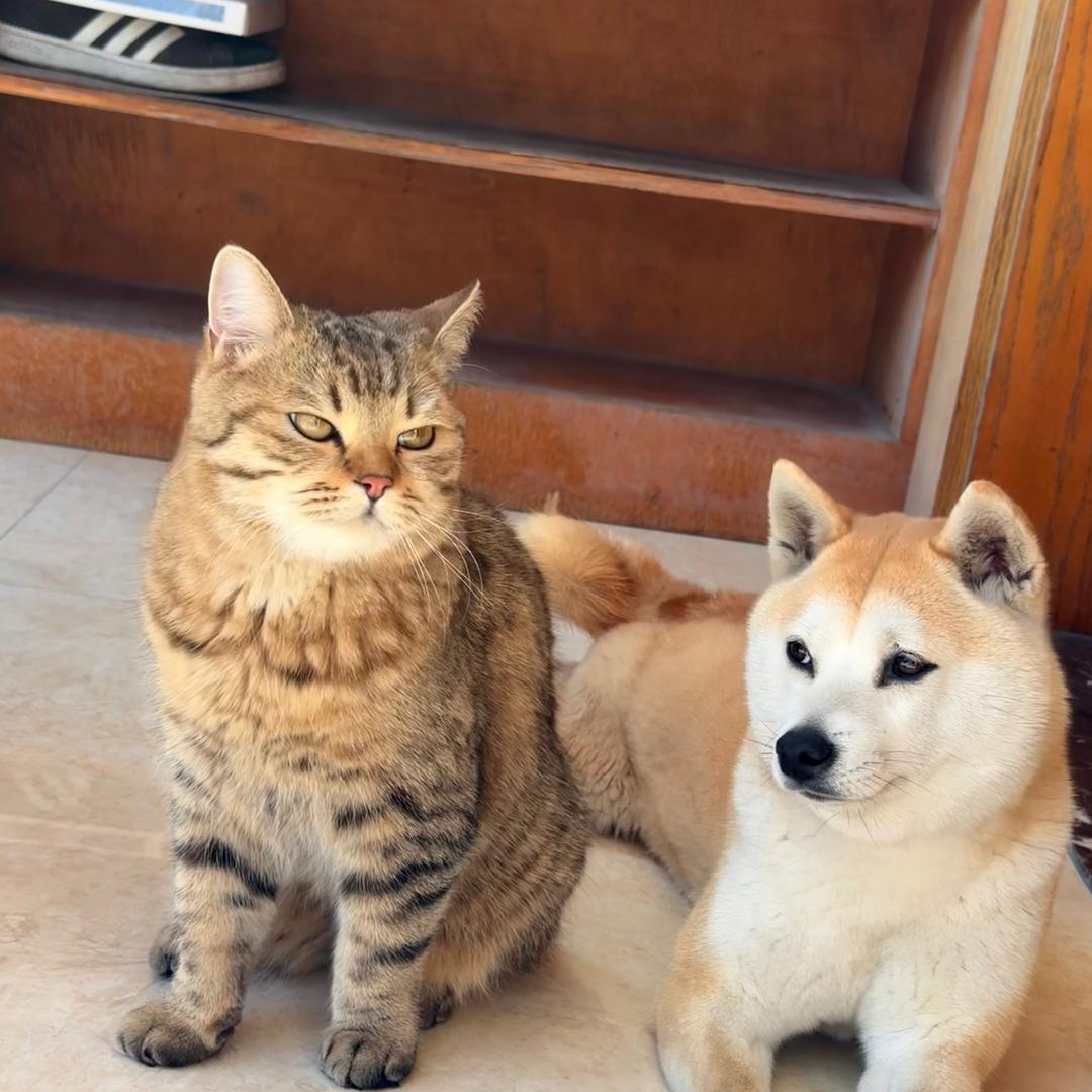 小古世宠物