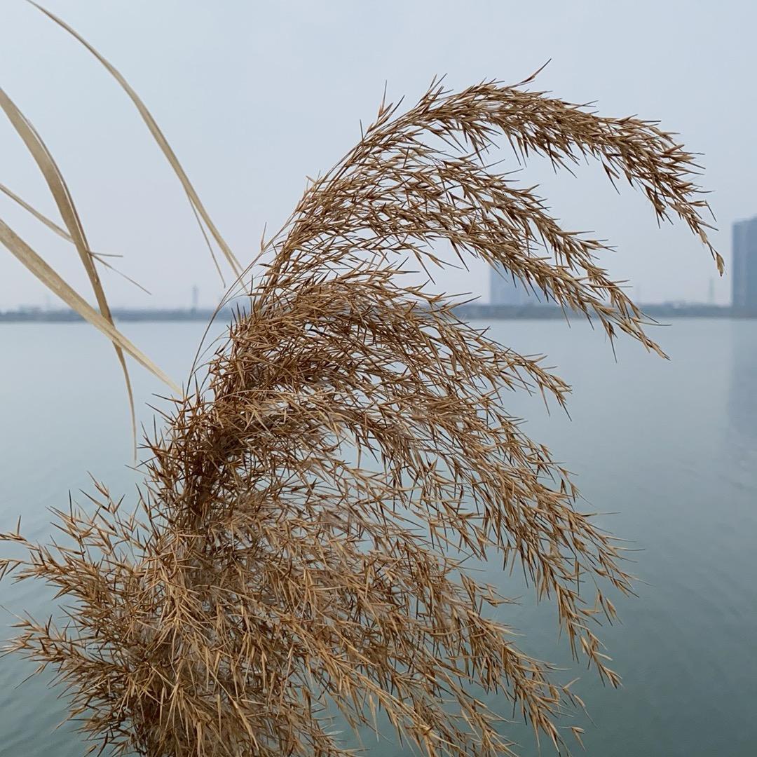陈陈
