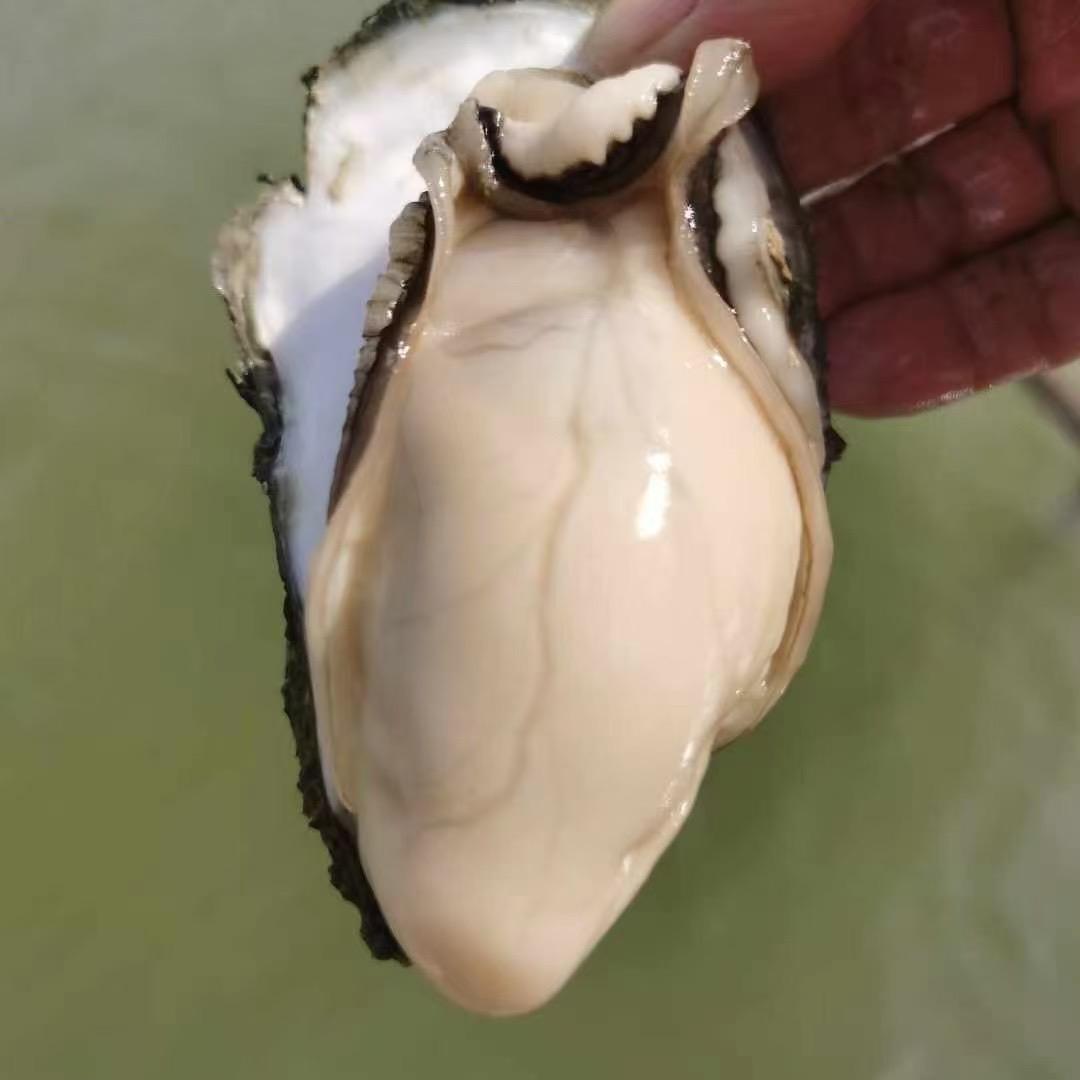晨洲蚝农阿源