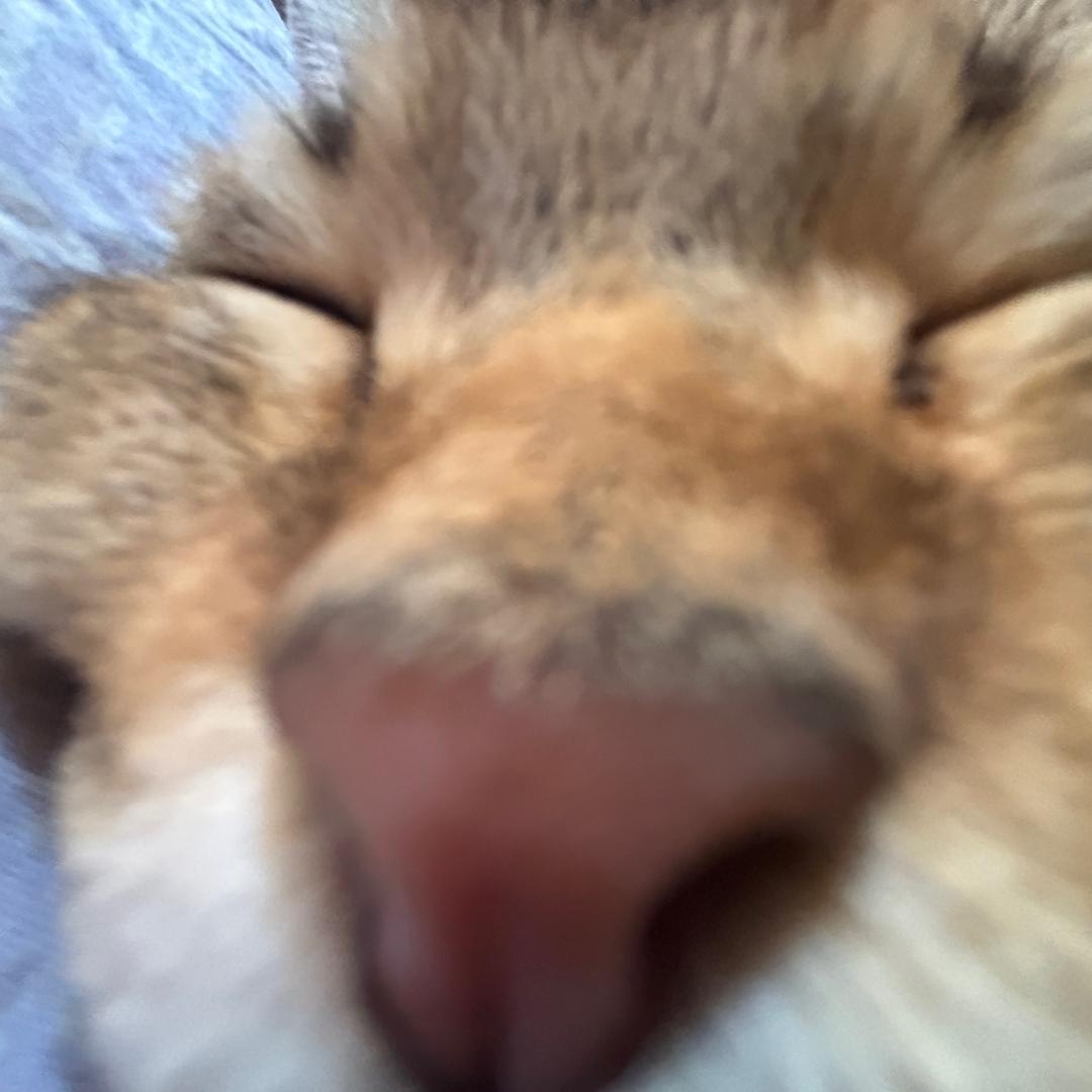 rleiz