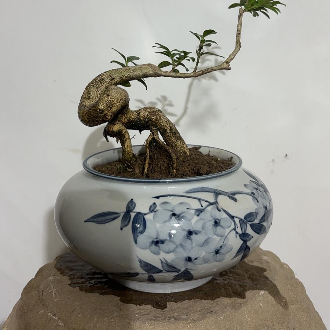 桃花源绿植盆景