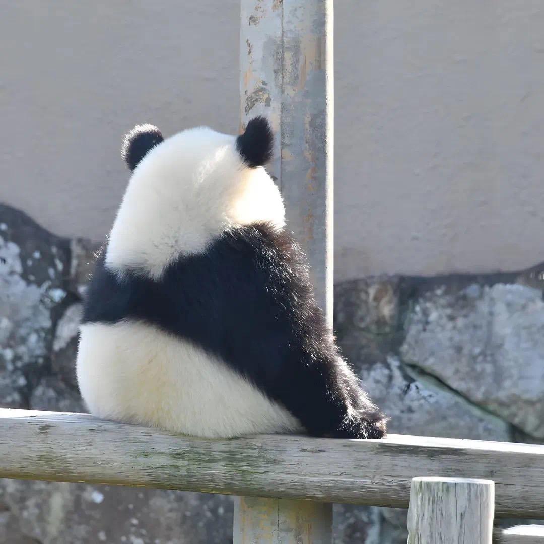 青玄