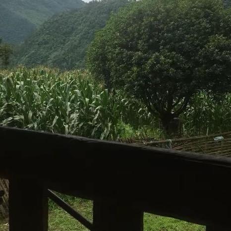 遍地是牛羊