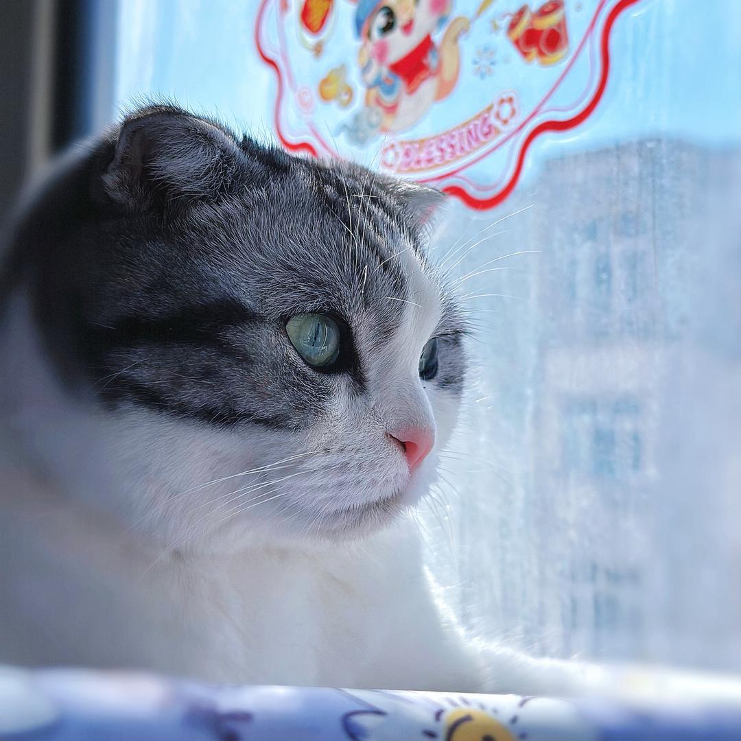 我是“张小花”🐱