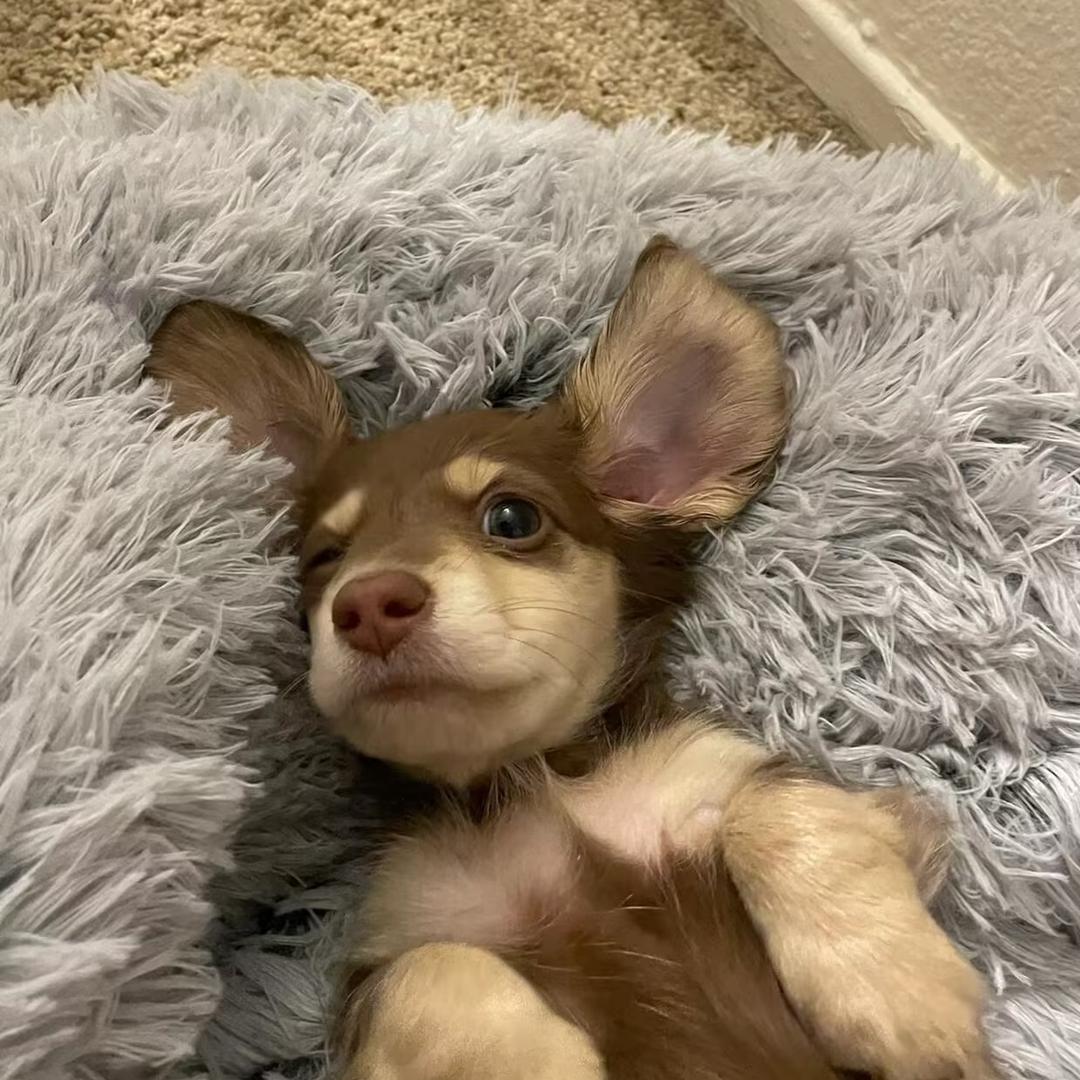 skylar