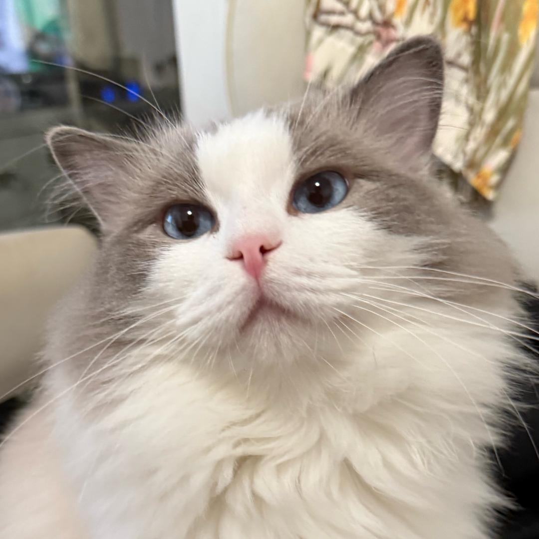 鼠鼠爱猛攻
