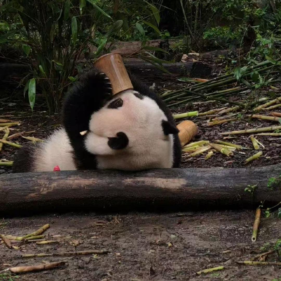咪西⌯^𖥦^⌯ಣ