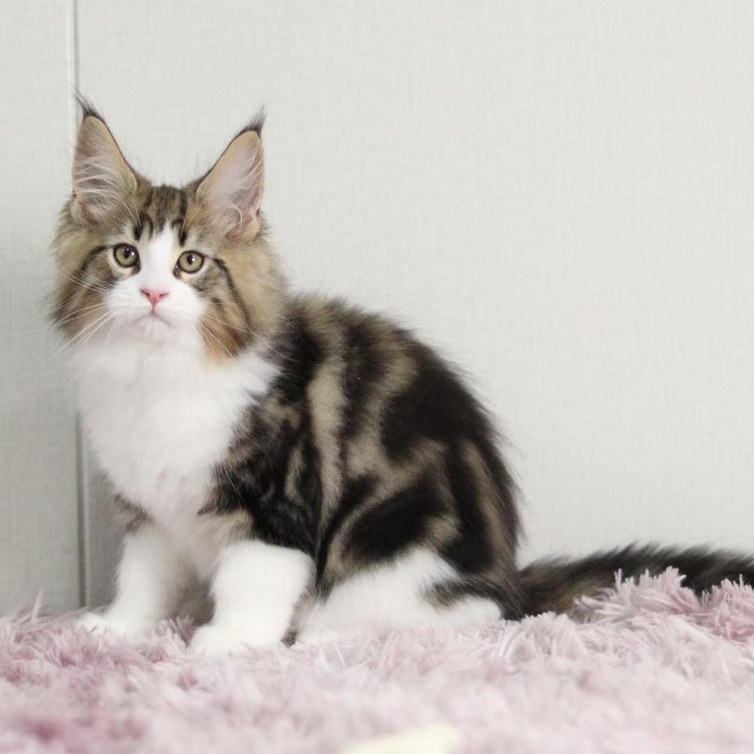 草原养猫